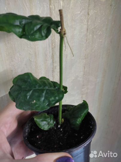 Редкие комнатные растения