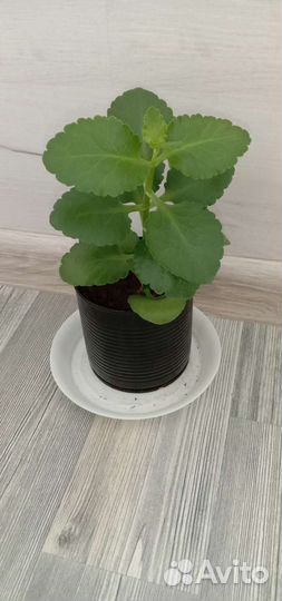 Комнатные цветы каланхоэ