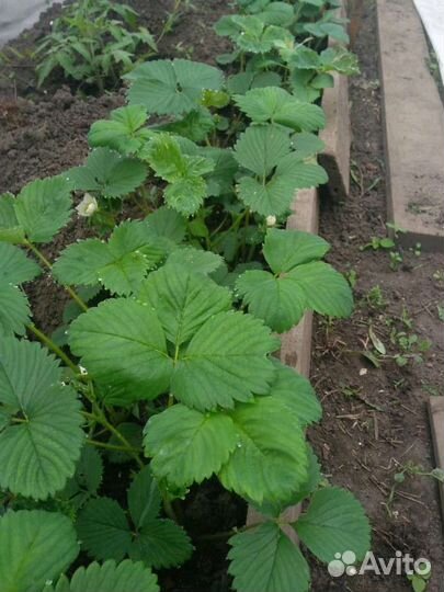 Клубника Кардинал