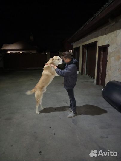 Кобель для вязки сао