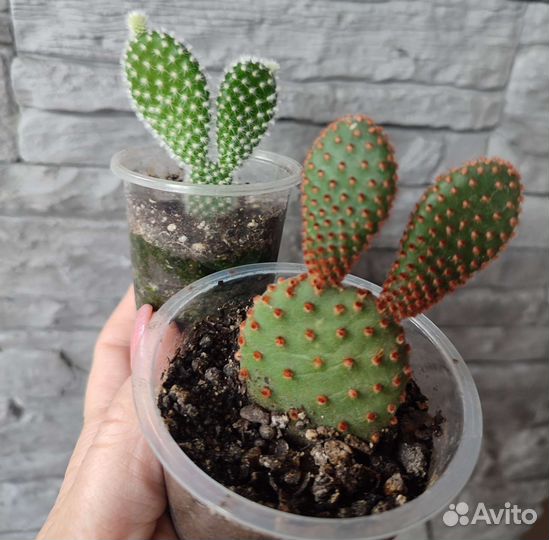 Опунция мелковорсистая и руфида