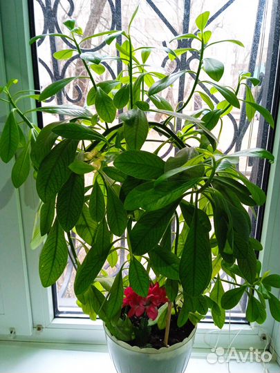 Комнатные цветы