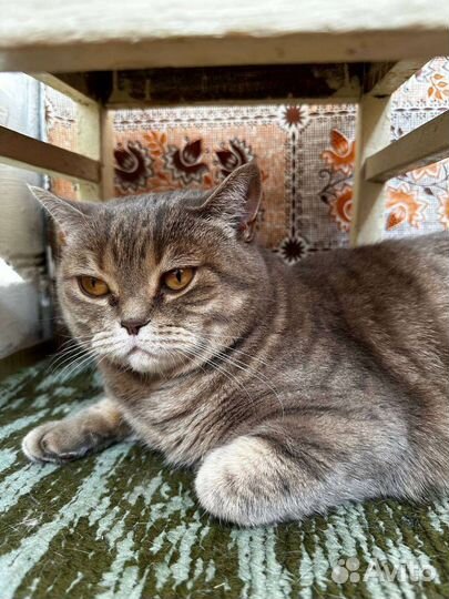 Кошка в добрые руки