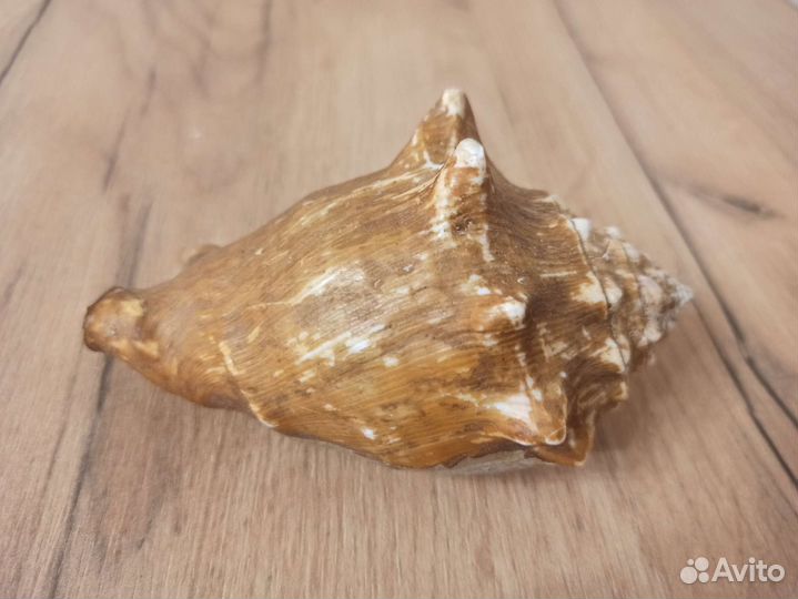 Морская раковина