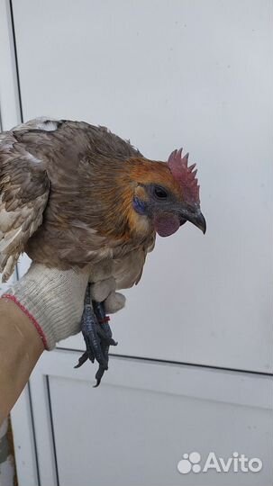 Люйкеданьцзи, лакеданзи, ухейилюй