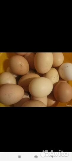 Молоко коровье домашнее