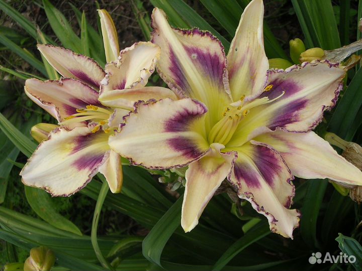 Лилейник Дестинд ту Си (Destined to See)