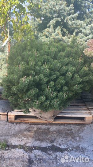 Сосна горная