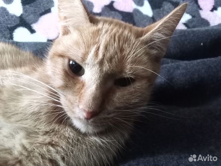 Рыжая кошка девочка в дар