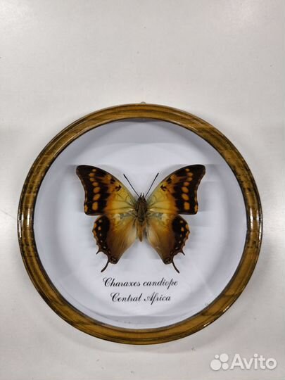 Бабочки в круглой рамке Император Кандиопа