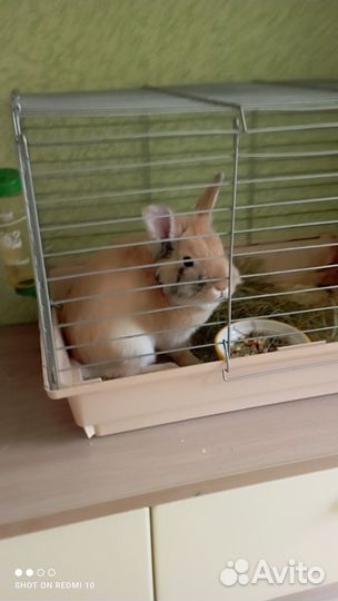 Кролик девочка