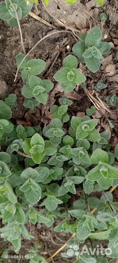 Мята, ароматные травы