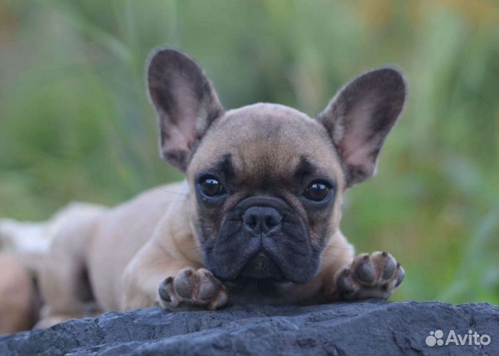 Французский бульдог мини девочка