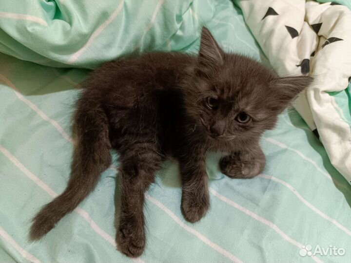 Кошка в дар