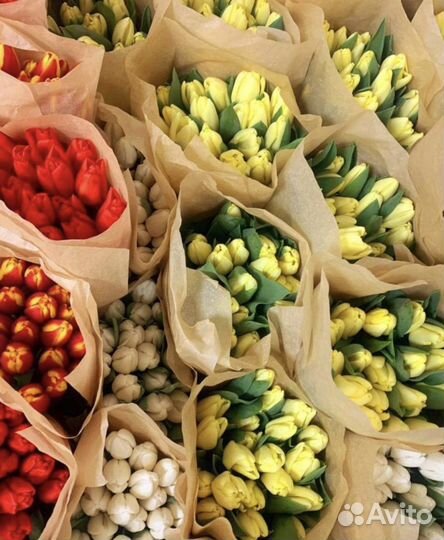 Тюльпаны Оптом и в Розницу