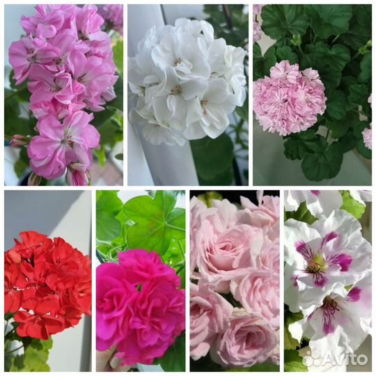 Глоксиния, бегония,пеперомия