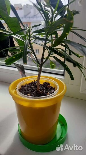 Кодиеум кротон