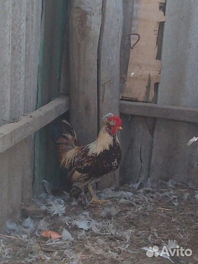 Петух и курочка