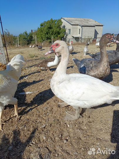 Мускусные утки тяжёлой линии