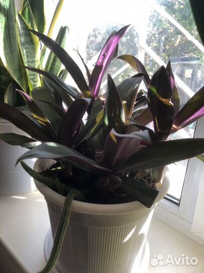 Комнатные растения цветы