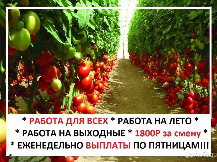 Рабочий без опыта Еженедельные выплаты Теплицы