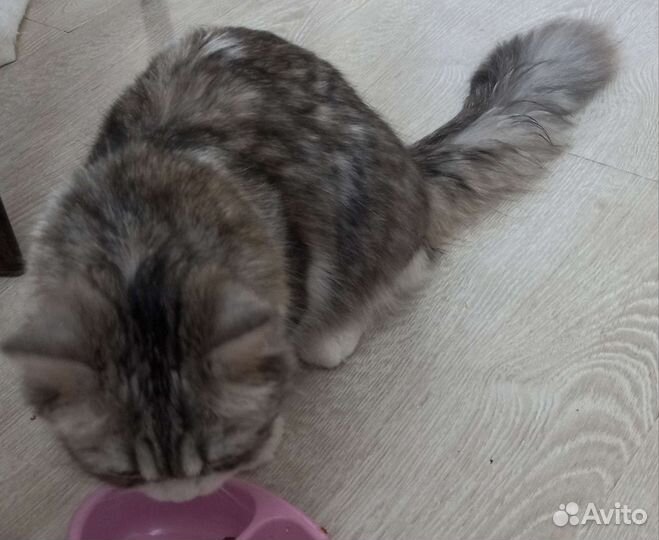 Отдам бесплатно животные