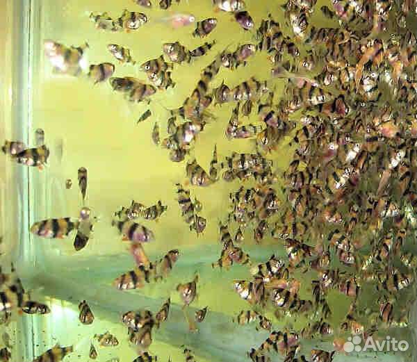 Барбус суматранский и мутант