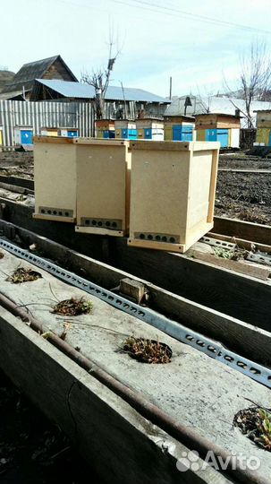 Пчелопакеты