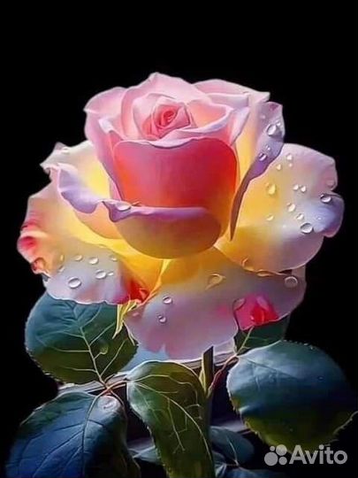 Пионы саженцы ярко розовый