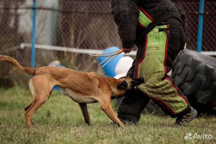 Услуги кинолога