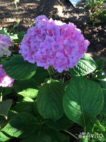 Гортензия розовая