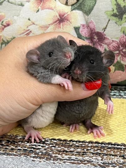Крысята кудрявые дамбо крысы