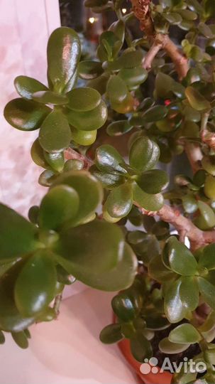 Толстянка/ денежное дерево/ бонсай