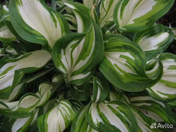 Хоста Медиовариегата, большая делянка