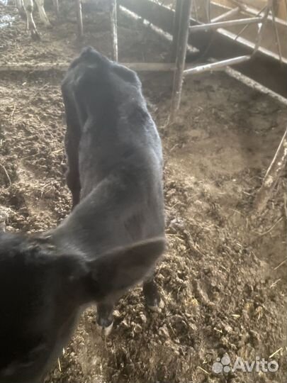 Телка и бычек