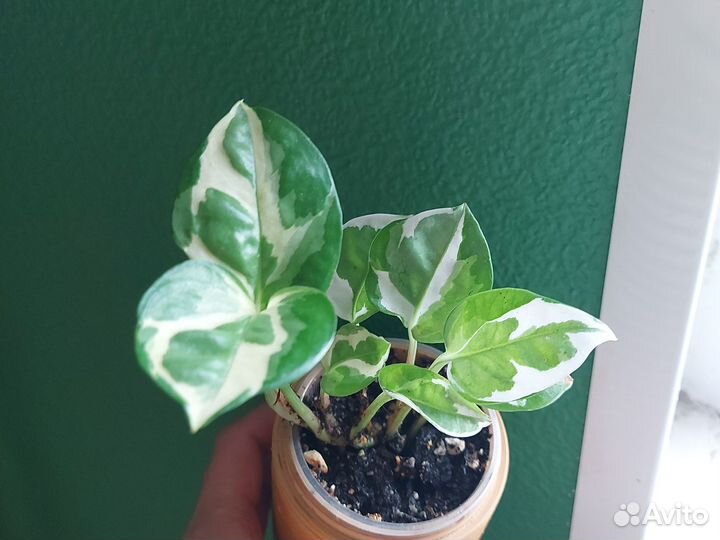 Эпипренум Н-Джой