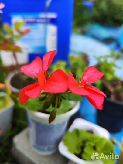 Пеларгония герань