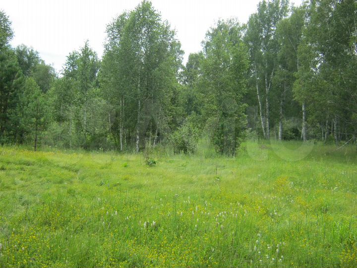 Участок 48 сот. (СНТ, ДНП)