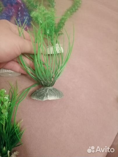 Растения для аквариума