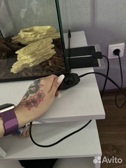 Моисовый полоз