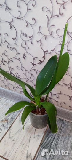 Орхидеи отцветашки