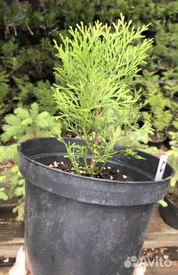 Саженцы туи Смарагд