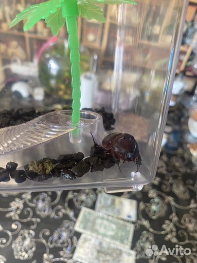 Жук носорог