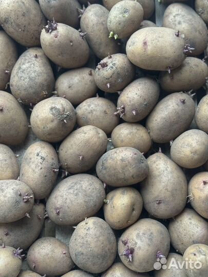 Семенной картофель