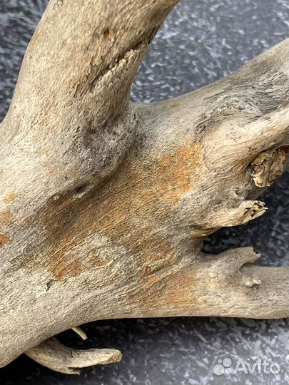 Дрифтвуд, топляк Лапа дракона