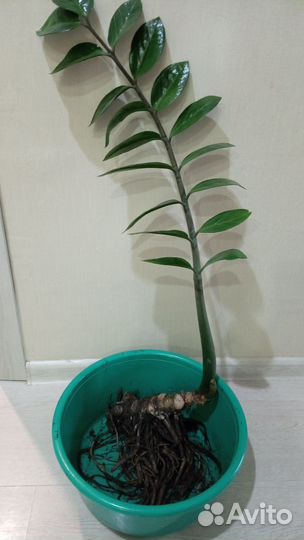 Замиокулькас