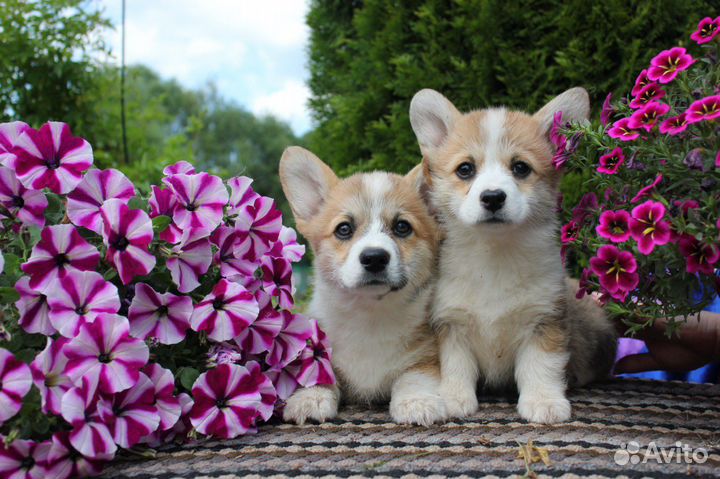 Щенки корги пемброк