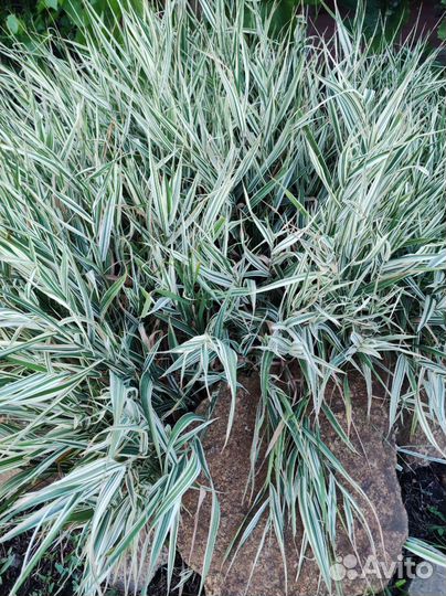 Полосатая травка