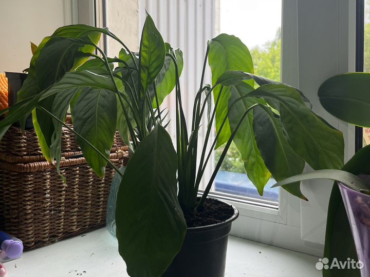 Спатифиллум