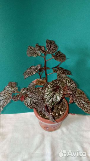 Бегония декоративно лиственная